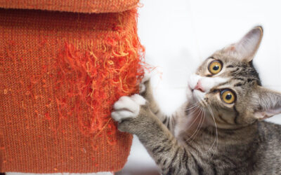 Cat Scratcher Reviews