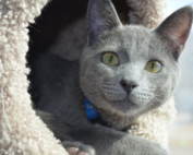 gray cat in beige cat condo cubby