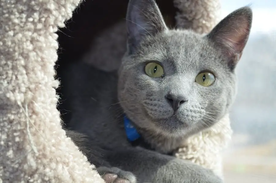gray cat in beige cat condo cubby