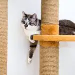 Cat Condo and Cat Tree Reviews