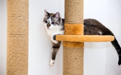 Cat Condo and Cat Tree Reviews