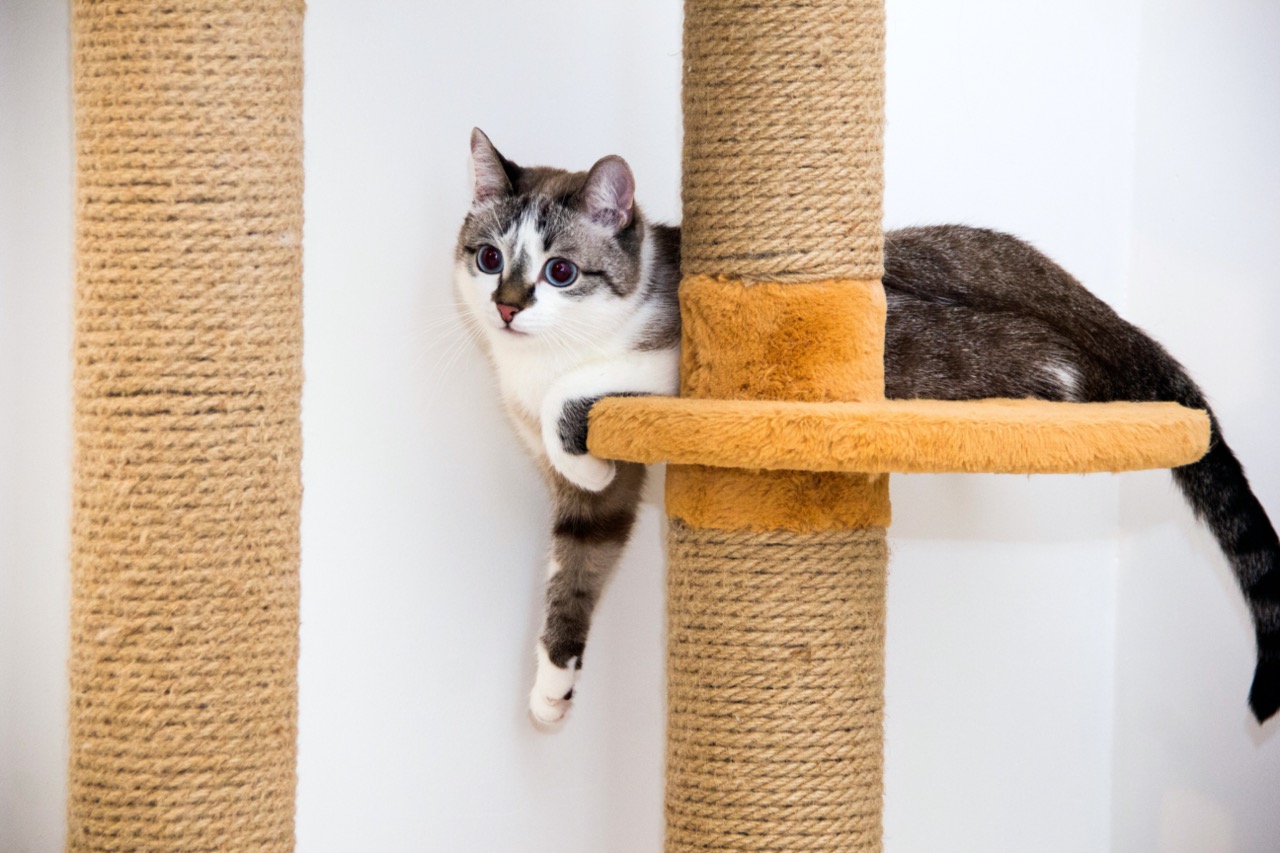 cat in cat tree