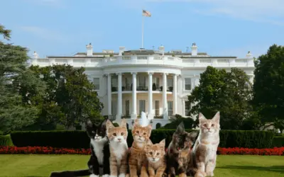 America’s First Felines