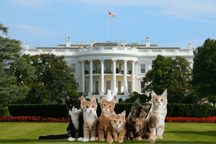 Who run the nation? Cats do. These are America's first felines - the cats of various american presidents
