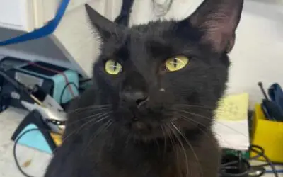 Binx The Cat Survives Florida Condo Collapse