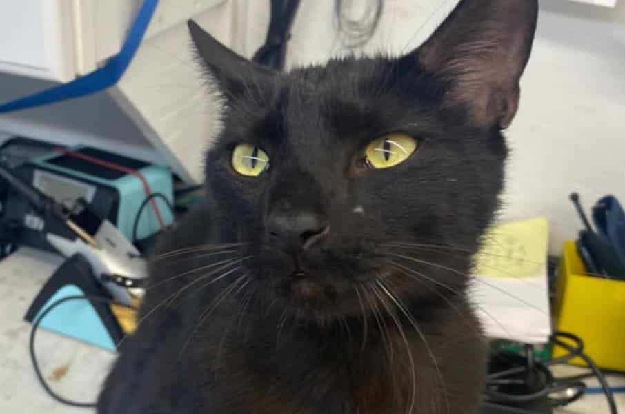 binx-cat-rescued-2-today-kitty campus