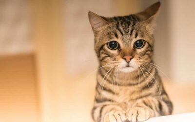 Signs Your Cat May Suffer From Separation Anxiety And How To Help Them Cope