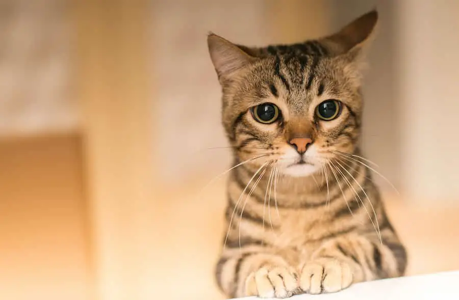 Signs Your Cat May Suffer From Separation Anxiety And How To Help Them Cope