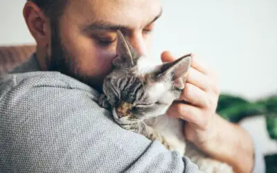 Taking Care of Your Cat During End-of-Life