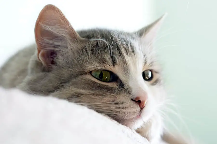 close-up portrait of beautiful kitten lays on sofa 