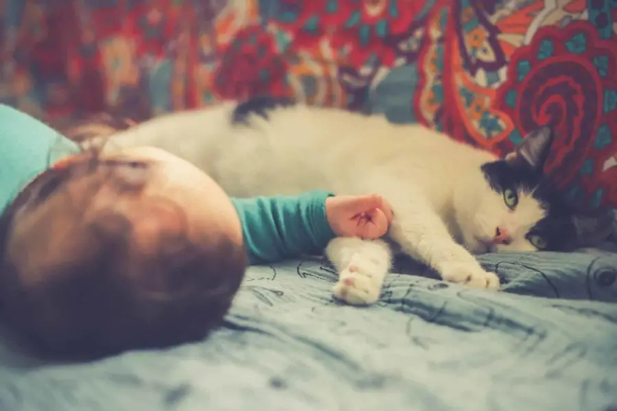 Introducing Your Cat To Your Baby