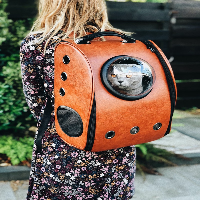 Orange cat backpack with British Shorthair peeking out