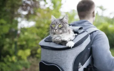 Things To Know Before You Buy A Cat Backpack