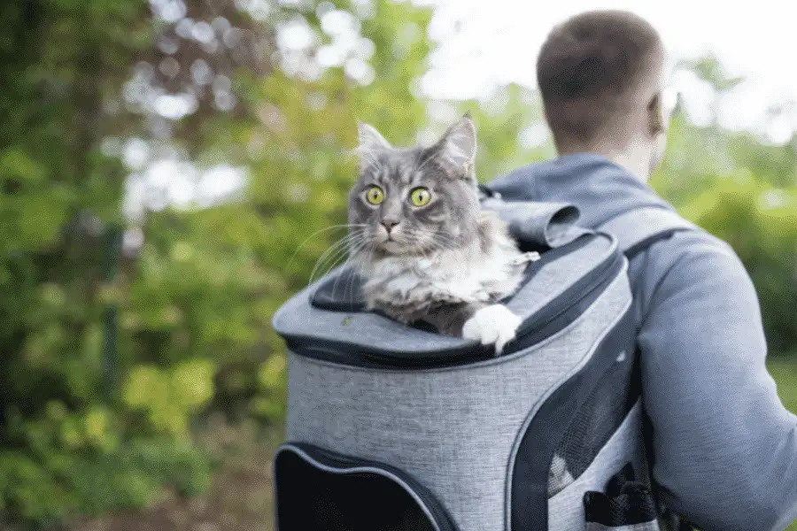 Things To Know Before You Buy A Cat Backpack