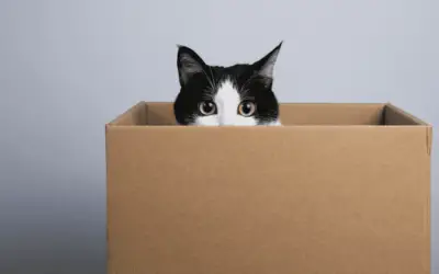 Amazon Boxes Are Not Dangerous To Cats