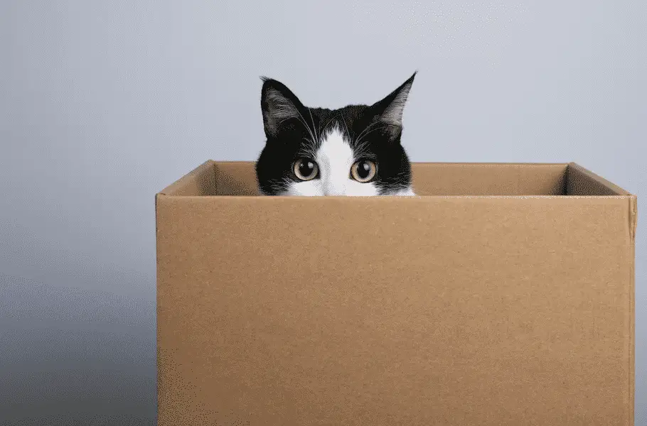 Amazon Boxes Are Not Dangerous To Cats