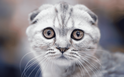 31 Scottish Fold Cats Seized, 8 – 12 Missing in Monterey County