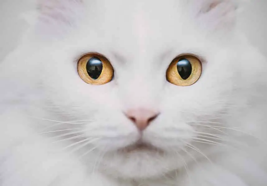 white cat with yellow eyes and pink nose