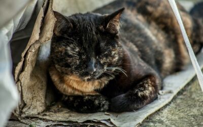 Home Depot Cat Evicted From Paint  Department After 10 Years Gets Real Home