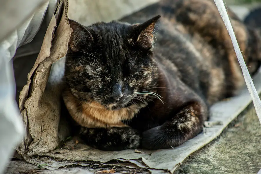 Cute Sleepy Tortie