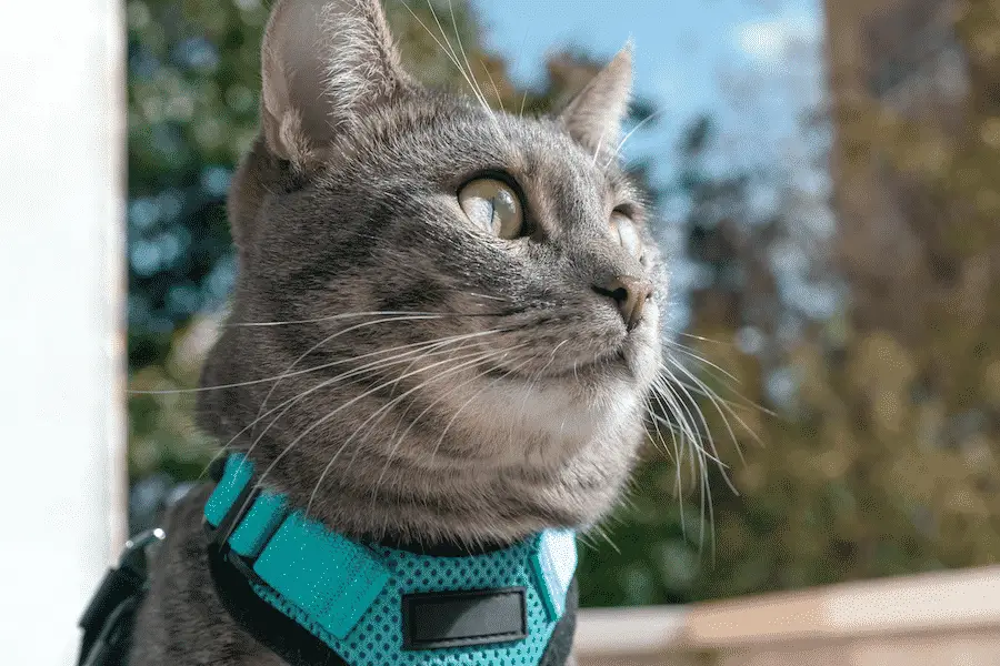 cats are incredible in tune with our emotions and serve as wonderful emotional support animals