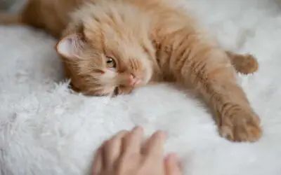 Why Do Cats Knead?