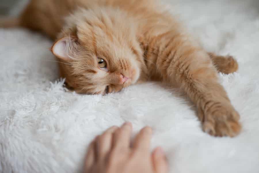 Fluffy sleepy orange ginger cat lying on the white blanket on the bed