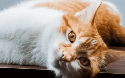 Study Finds Cats Know Where You Are Even If You’ve Left The Room