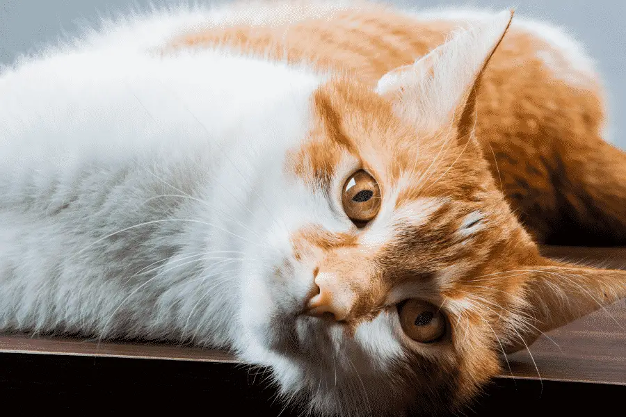 Study Finds Cats Know Where You Are Even If You’ve Left The Room