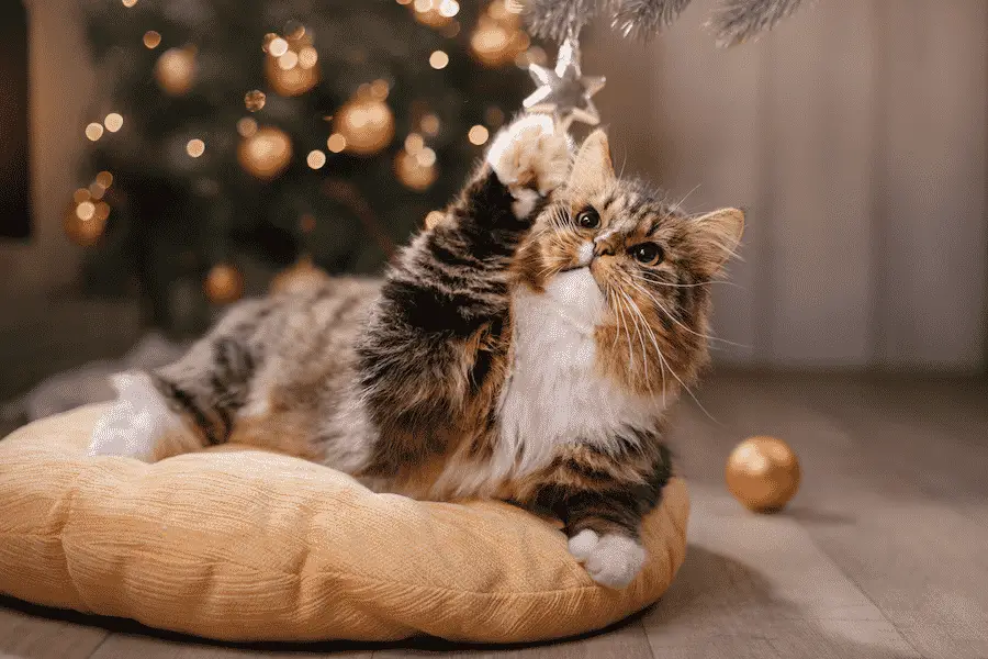 cat under christmas tree