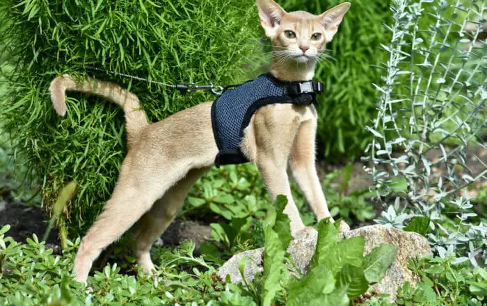 abyssinian cat on harness outside