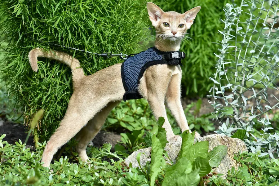 abyssinian cat on harness outside