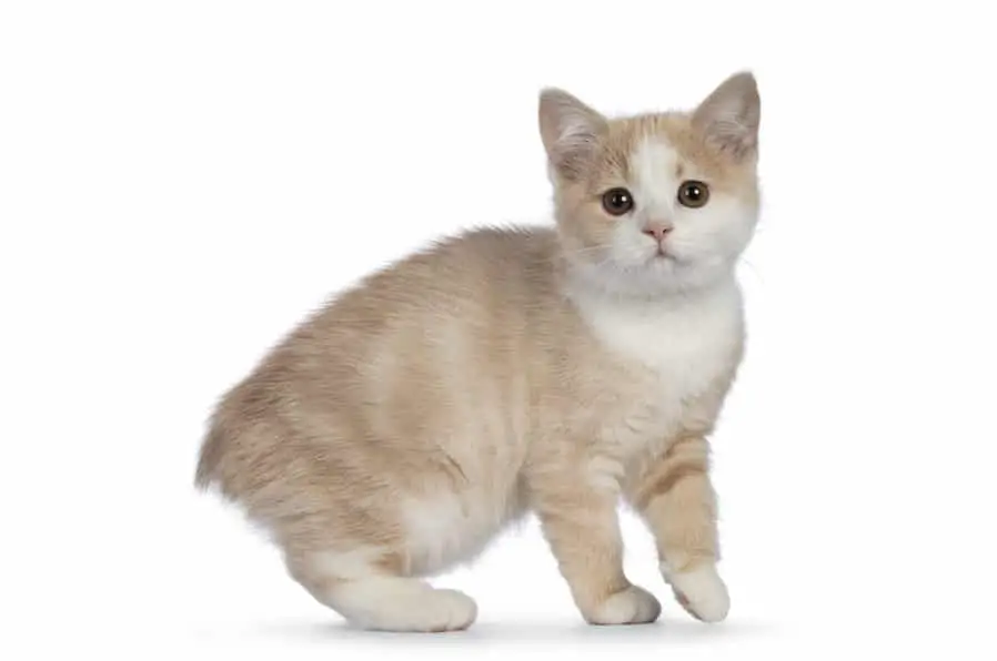 Manx cat kitten on white background on The Catnip Times