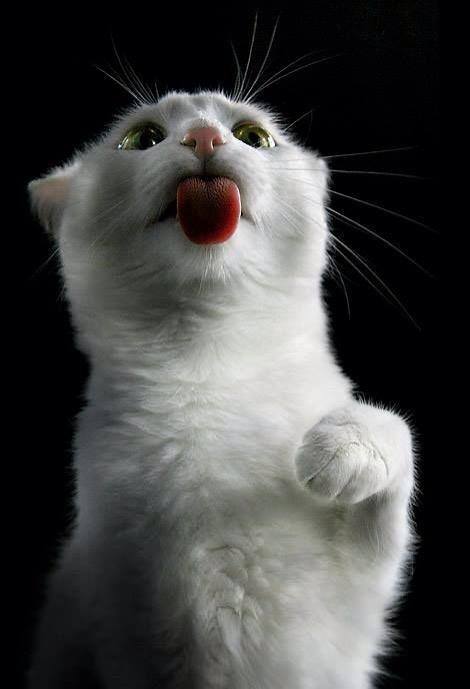 white cat with tongue out