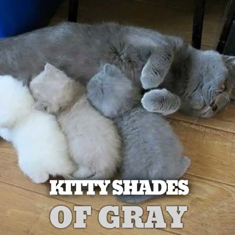 Kitty shades of gray cat meme