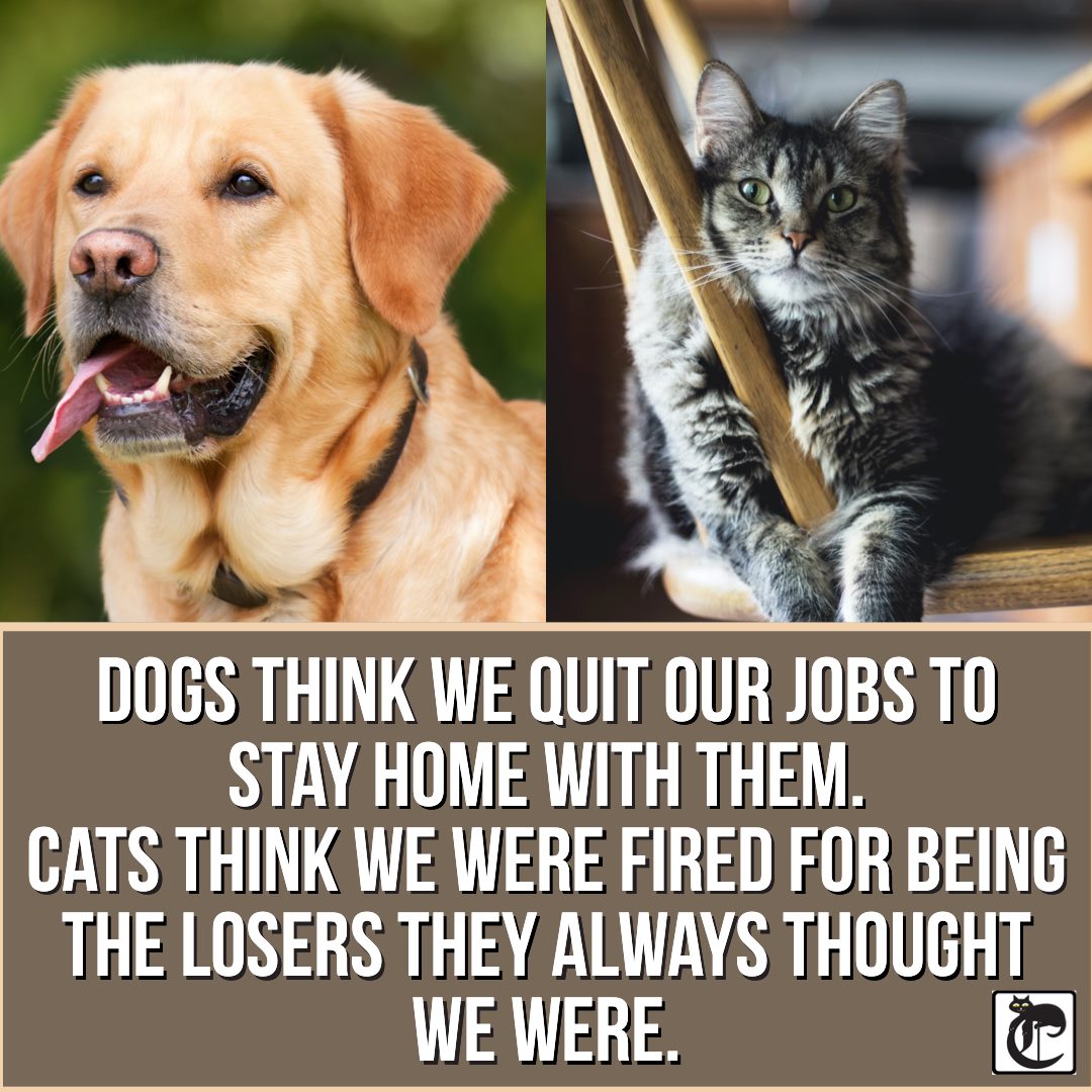 20200430 cats think we are losers cat and dog meme