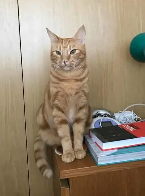 orange tabby cat near books
