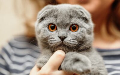 TikTok Vet Exposes The Cruelty Inherent In Some Of The Cutest Cat Breeds