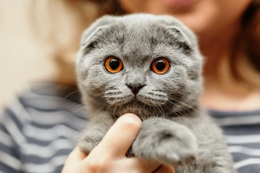 gray scottish fold cat