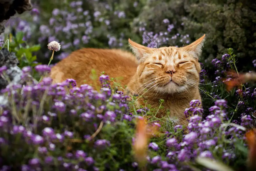 orange tabby cat in field of flowers