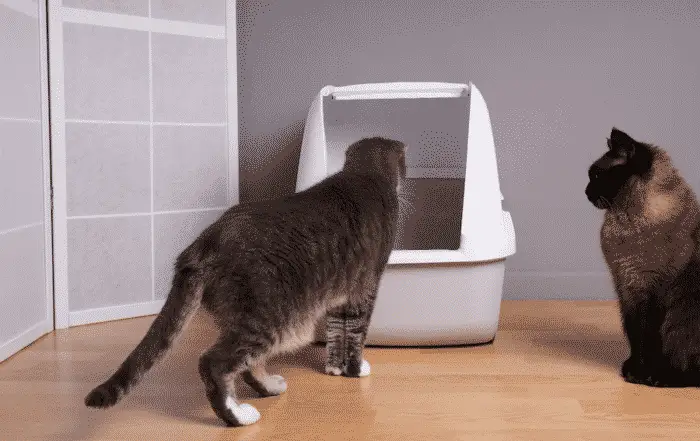 cat looking at covered litter box