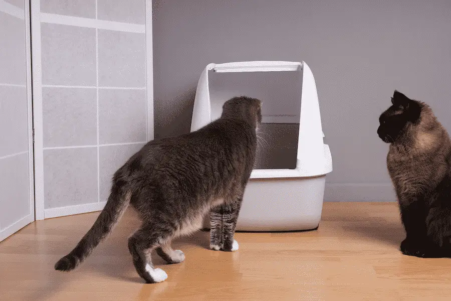 cat looking at covered litter box