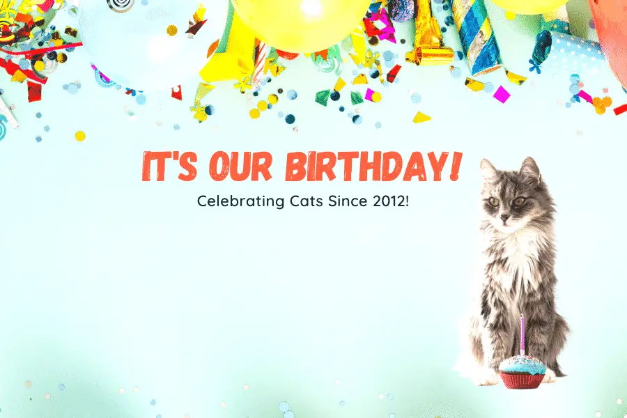 Happy Birthday to the catnip times