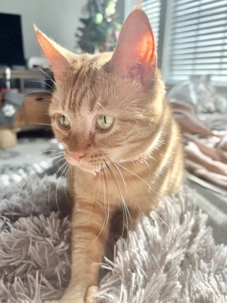 female orange tabby