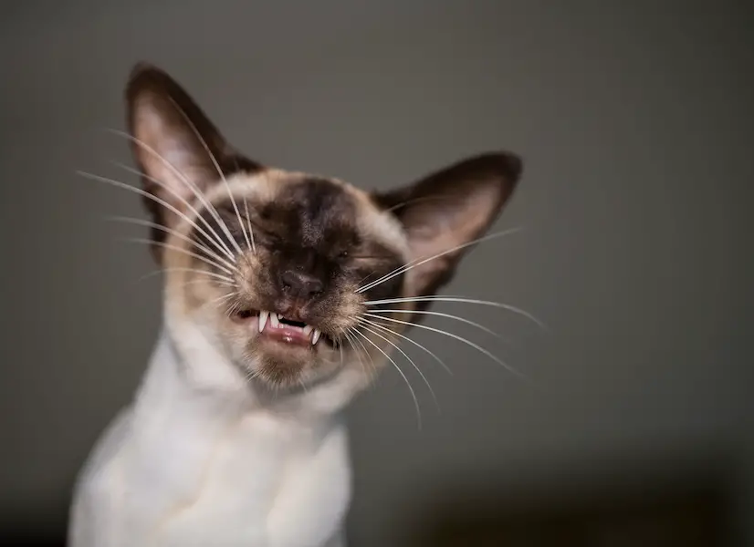 Siamese cat smiling