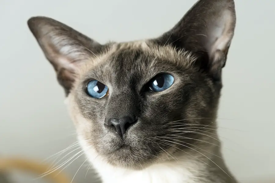 Siamese cat lilac point
