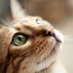 Bengal Cats: Personality, Origin and Health Conditions