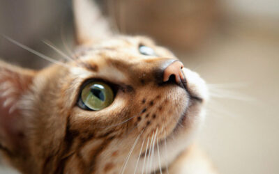 Bengal Cats: Personality, Origin and Health Conditions