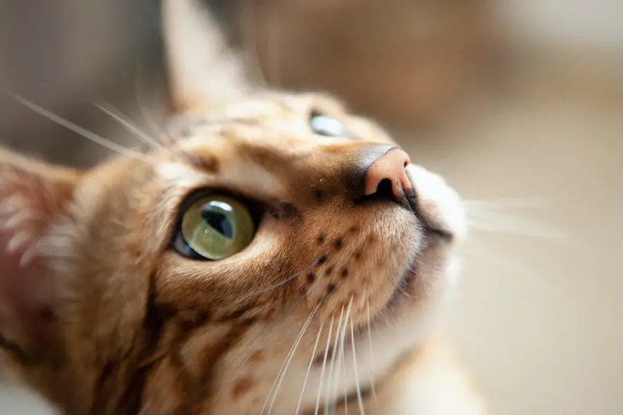 Cute bengal cat portrait