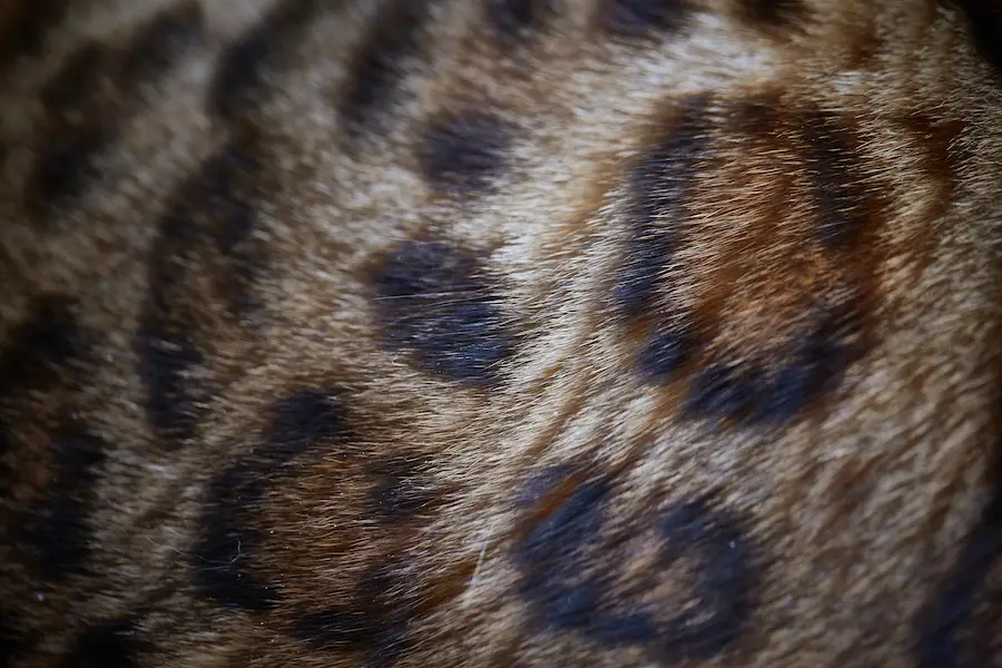 Bengal cat rosette coat pattern